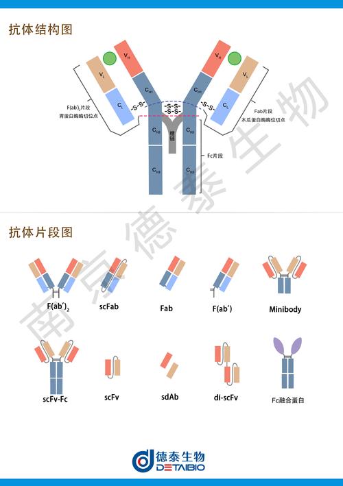 该方法只需您提供抗体序列,杂交瘤细胞或抗体样品.