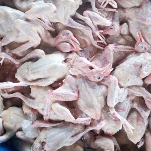 农家供应5两冰冻 font color=red>白条 /font>肉 font color=red>鸽 