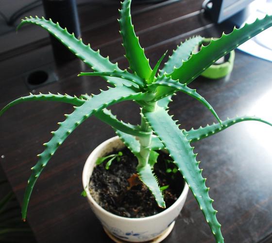求教我种的芦荟的品种名称