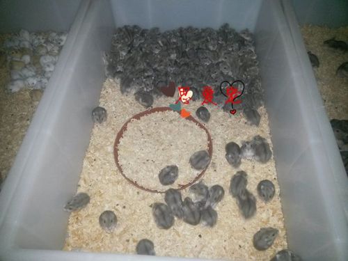 二只包邮包活仓鼠宝宝布丁银狐三线紫仓活体宠物送运输盒药品礼包