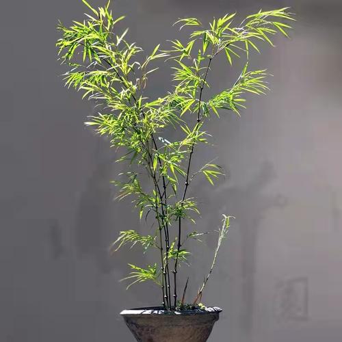 筇竹罗汉竹名贵竹子大小苗室内外阳台庭院绿植物趣味提神盆景盆栽