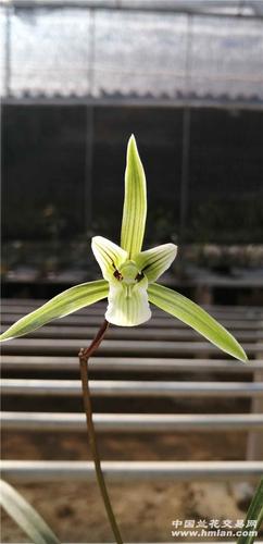 细叶寒兰新品春兰叶型草三星桃腮素-寒兰篇-中国兰花