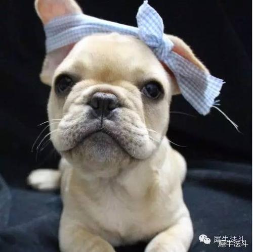 一只耳朵立起来,一只耳朵塌下去的小怂样