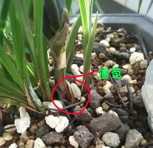 兰花花苞的春化和僵苞探讨