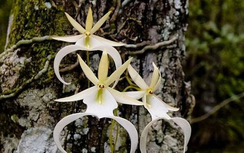 世界上最贵的花 幽灵兰花