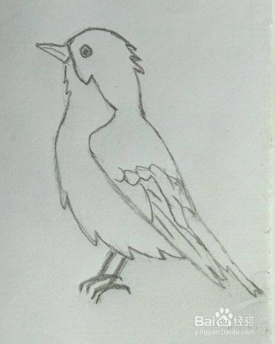 小鸟画法教程(怎么画小鸟?画小鸟方法,步骤)