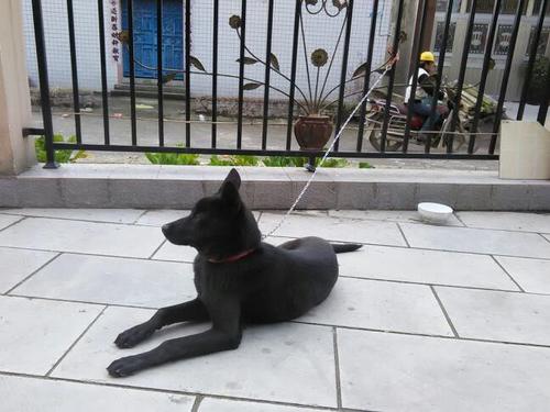 黑星犬贴吧这是什么狗