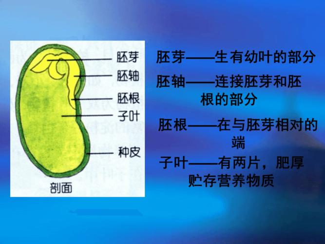菜豆种子和玉米种子的基本结构