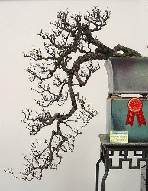 值得学习的悬崖式盆景欣赏   penjing