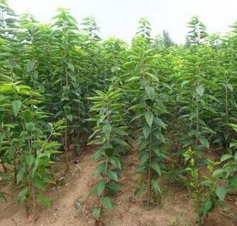 樱桃树幼苗什么样子