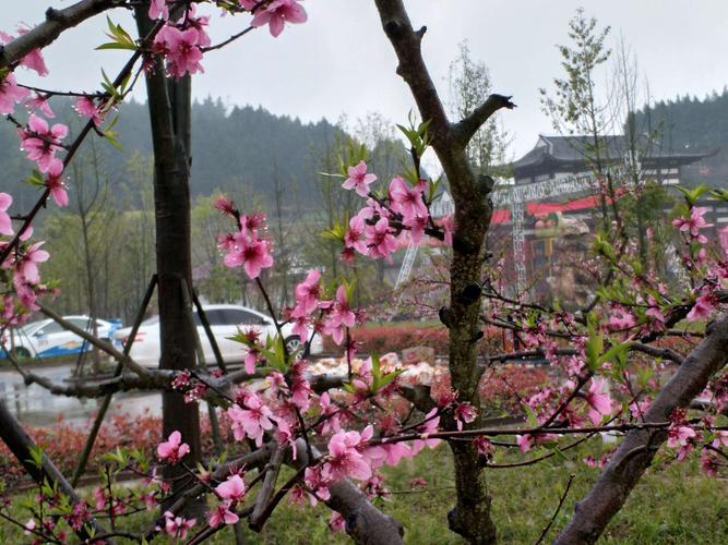 西充,桃花源记