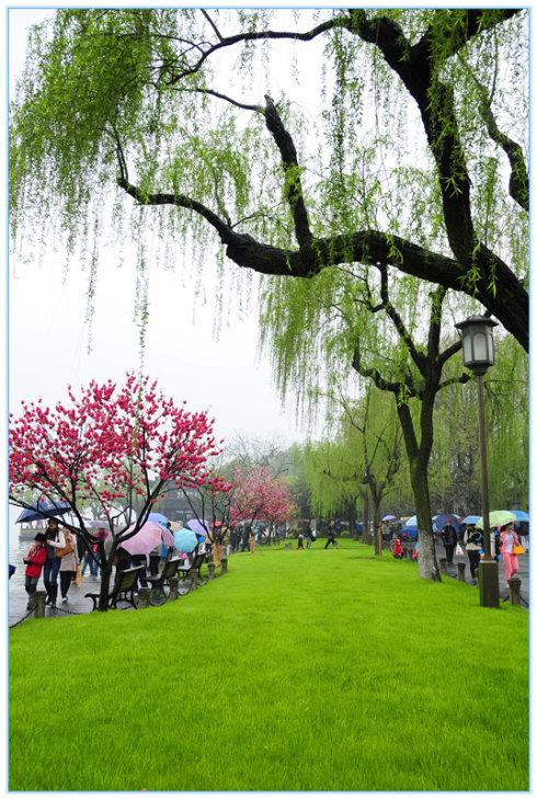 桃红柳绿西湖岸