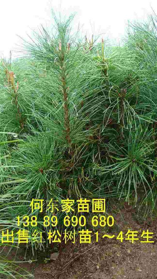供应红松树苗1~4年生