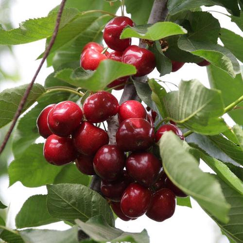 寻真 烟台大樱桃 新鲜国产车厘子 美早 大果 1.5kg 自营水果