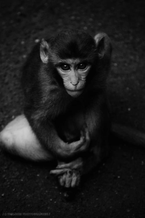 凝视 动物 动物 猴子 特写 黑色背景 黑白图片 幼小动物