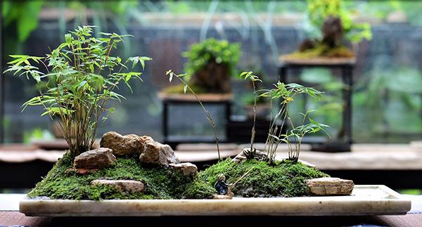 老外在四川|爱上"川派盆景"的加拿大人查德:希望我的盆景成为成都的一