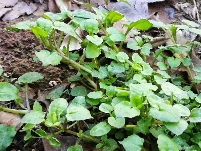 【盆栽杂草】鹅肠菜:药用食用加观赏