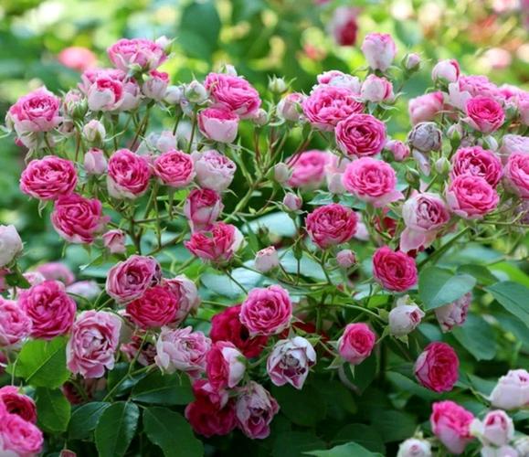 15种美得像诗,开得醉人的月季花,红的黄的白的,浪漫又