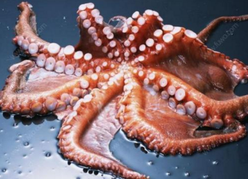 一般所说的八脚鱼是章鱼,墨鱼是乌贼,但不排除不同的地区叫法不同.