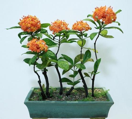 花开不断的龙船花它的名字竟是这么来的