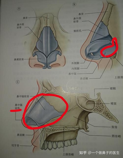 鼻中隔在哪里?