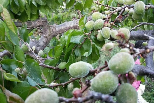 果树霜冻是怎么形成的,如何防御,带你了解最全面的霜冻知识