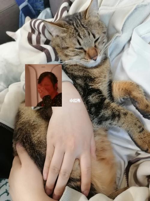 流浪猫七七的戏精之路_流浪猫_铲屎官_绝育_烤鱼_广州