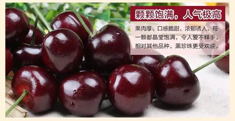 四川雅安汉源车厘子黑珍珠,果大肉厚,香甜可口.