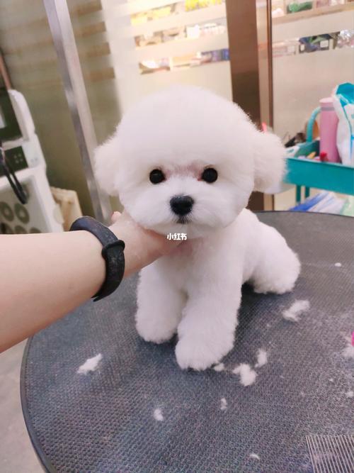 比熊美容完真好看_比熊_新手养狗_宠物_狗