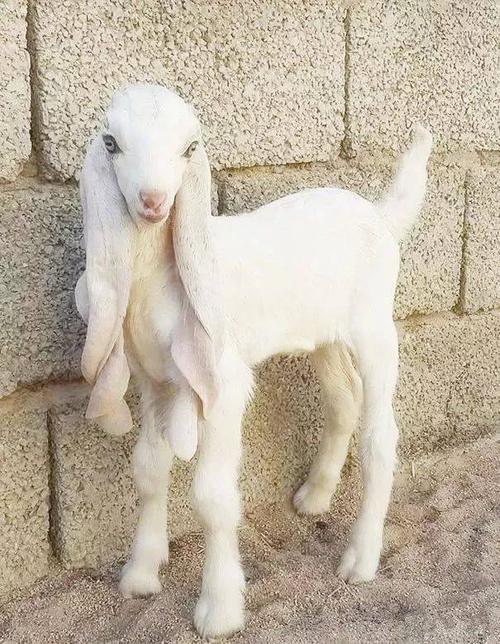 阿尔菲斯大耳羊,外国大耳朵羊,大耳朵羊,大耳羊