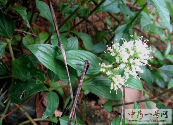 牛白藤1图片-中药一号网