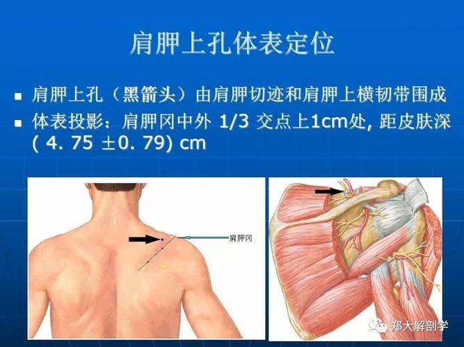 肩关节应用解剖