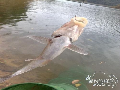 野钓草勾子.很诱惑 - 四季游钓 - 中国钓鱼频道