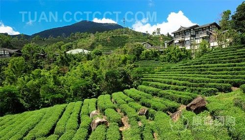 三洲茶园