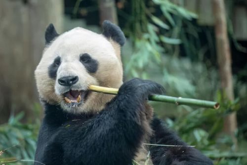 最新中考英语阅读精选英国爱丁堡动物园养不起大熊猫或将返回祖国