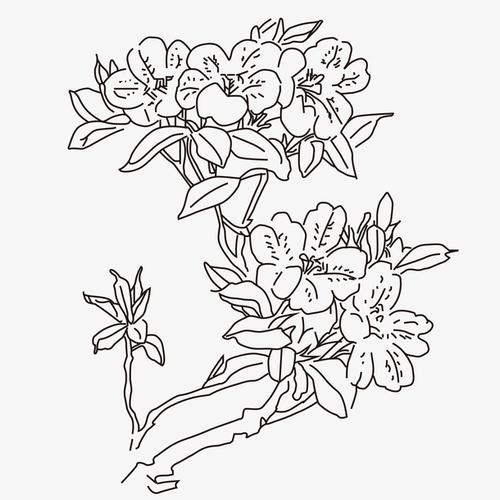 矢量手绘杜鹃花瓣线稿