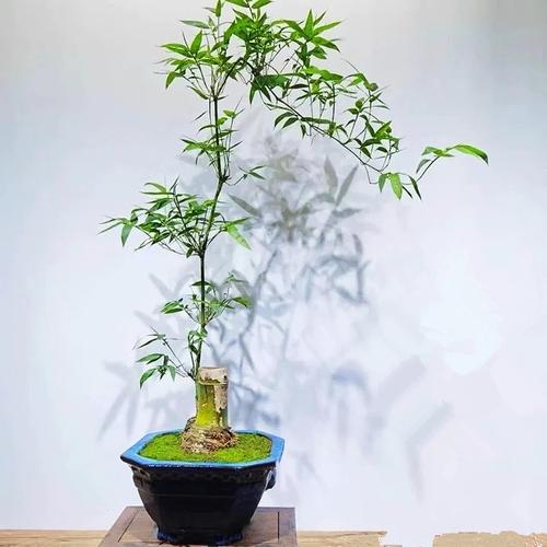 小叶簕竹室内勒竹盆栽竹子盆景绿植四季长青好养名贵竹子老桩竹根