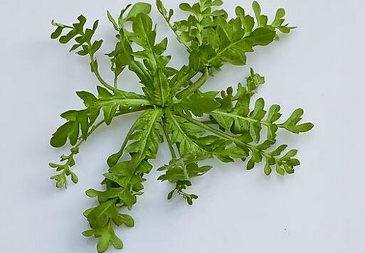 荠菜的做法荠菜的营养价值及功效作用