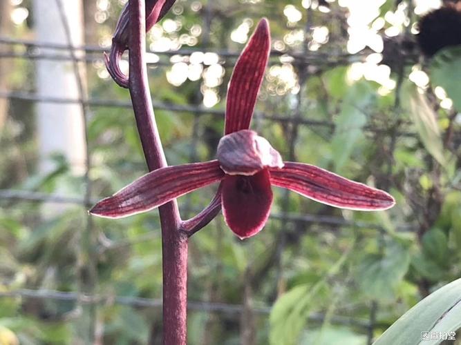 墨兰新品大理黑花紫红经典紫黑素花铭品花卉