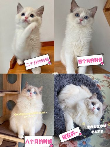 蓝双布偶猫妹妹的蜕变呀~_布偶猫_宠物_猫