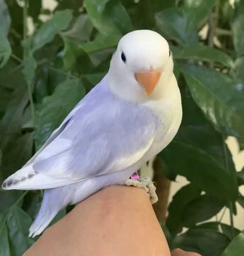 合法桃面牡丹鹦鹉红头奥桂紫伊莎薰衣草金头澳桂闪手养鸟雏鸟包活