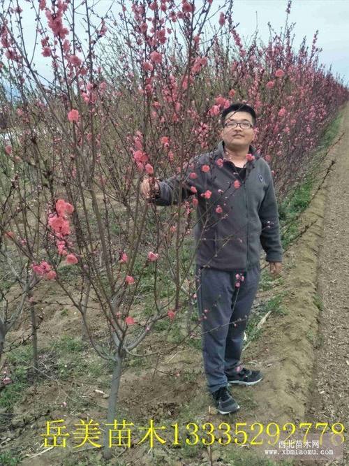 6公分紫叶李价格