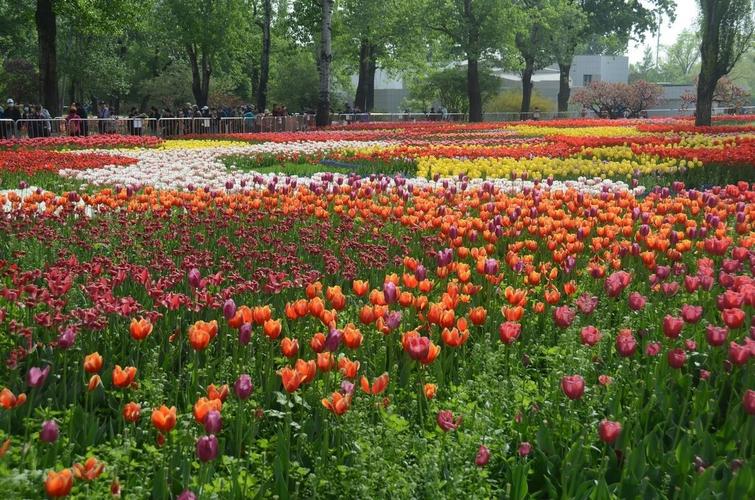 国家植物园郁金香美景