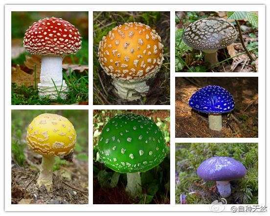 七彩毒蘑菇图片大全