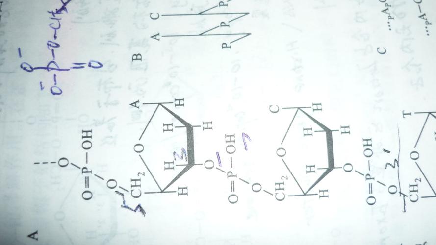 dna复制中的"五撇到三撇"是什么东东?
