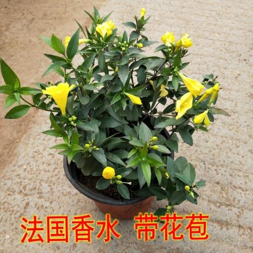 购客法国香水黄茉莉花苗盆栽庭院阳台室内爬藤藤本植物浓香型带花苞