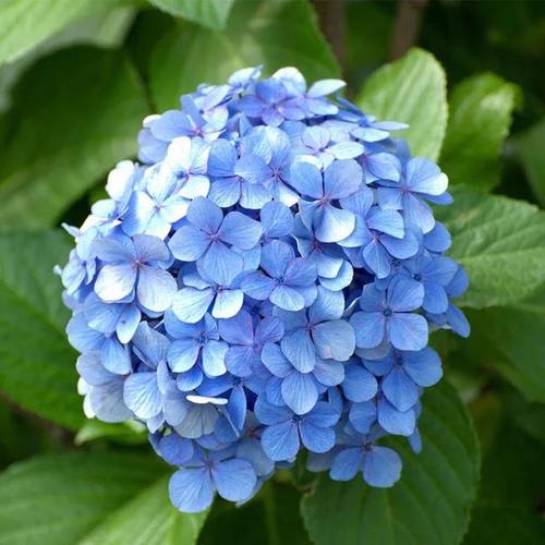 德国八仙花 基地直供无尽夏绣球小苗 八仙花绣球苗裸根扦插小苗绿化