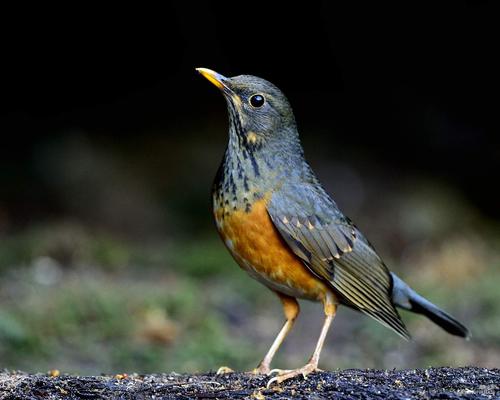 灰背鸫是中型鸟类,上体石板灰色,颏,喉灰白色,胸淡灰色,两胁和翅下