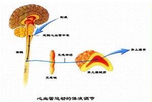 去甲肾上腺素