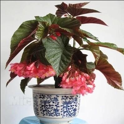 四季开花竹节海棠 龙翅海棠 观叶海棠盆栽花卉室内盆栽包邮